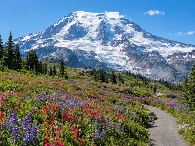 Wildflower meadows at Paradise below the glaciers of Mount Rainier