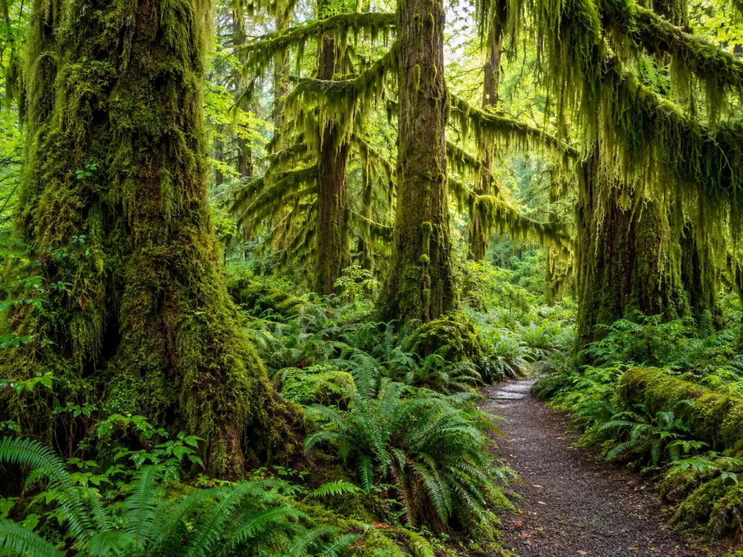 Moss-draped trees in the Hoh Rain Forest, Olympic National Park